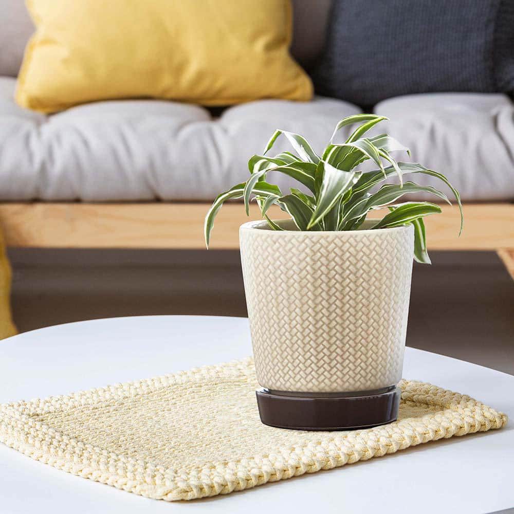 Light Brown and Dark Base Ceramic Pot Planter