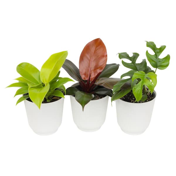 Clean Air Philodendron (3 Pack), Live Indoor Plant Decor, 4.25 in. White Pots, Easy Houseplants, Approx. 9 in. Tall