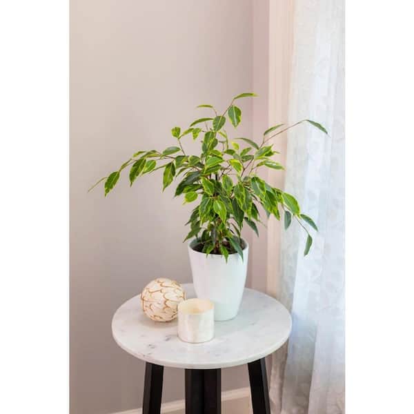 PROVEN WINNERS 7 in. Leafjoy Cling-On Ficus Benjamina Anastasia - Weeping Fig, Live Plant Seagrass Container (1-Pack)