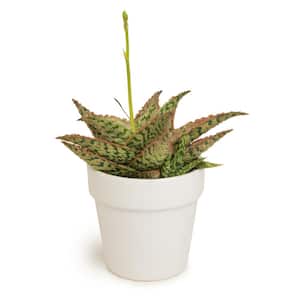 9 cm Star Aloe in White Glazed Clay Pot