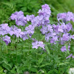 3 in. Pot Blue Moon Tall Phlox Purple Flowers Live Perennial Plant (1-Pack)