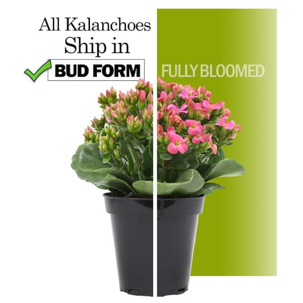 3-Pack 2.5 in. Kalanchoe Bloss Live Succulents in Assorted Colors with White Ceramic Pots