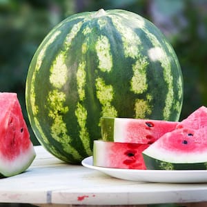 6PK Watermelon - Crimson Sweet