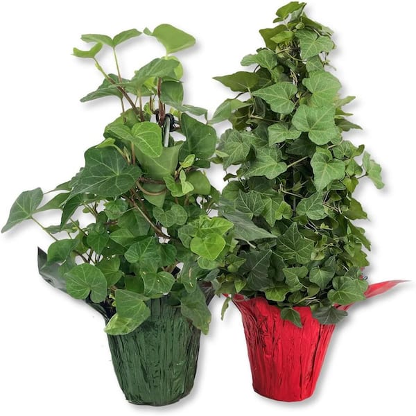 Wekiva Foliage English Ivy Tree in Festive Holiday Cover 2-Pack-2 Live Plants in 4 Inch Pots-1 Green and 1 Red-Hedera Helix
