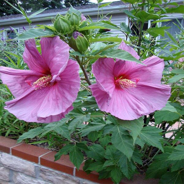 OnlinePlantCenter 2 gal. Fantasia Giant Hibiscus or Rose Mallow Plant