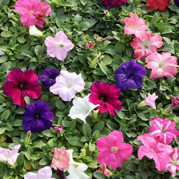ALTMAN PLANTS 1.6 PT. Petunia Mix Plant with Assorted Flowers (6