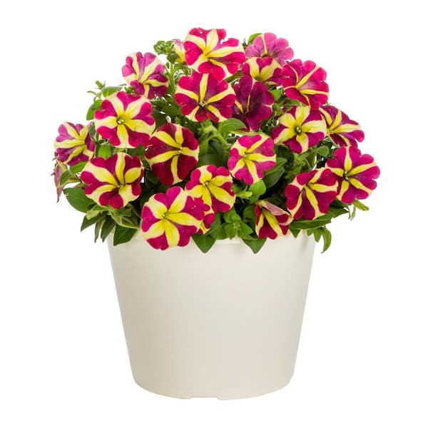 METROLINA GREENHOUSES 1 Gal. Amore Petunia Pink and Yellow Bicolor in Decorative Planter Annual Plant (1-Pack)