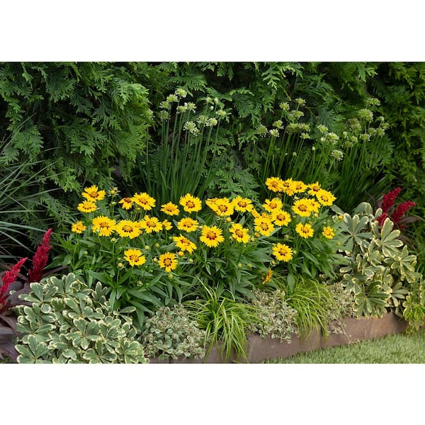 【OK plant】 lonicera-nitida-twiggy-golden-