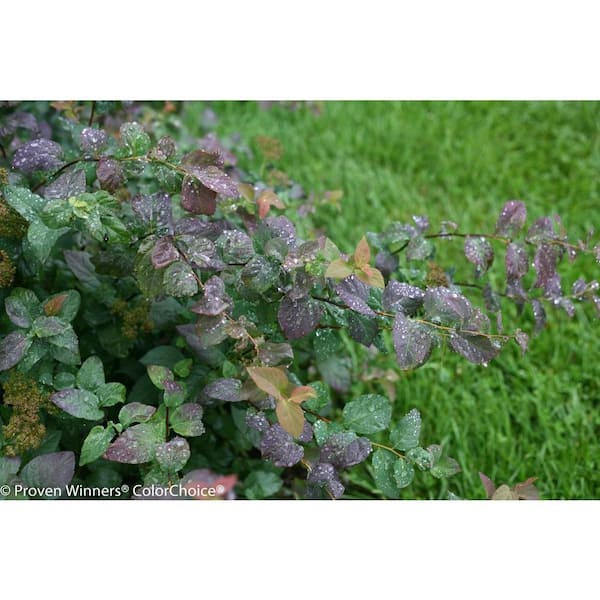 PROVEN WINNERS Double Play Blue Kazoo Spirea (Spiraea) Live Shrub, White Flowers and Blue Foliage, 4.5 in. Qt.