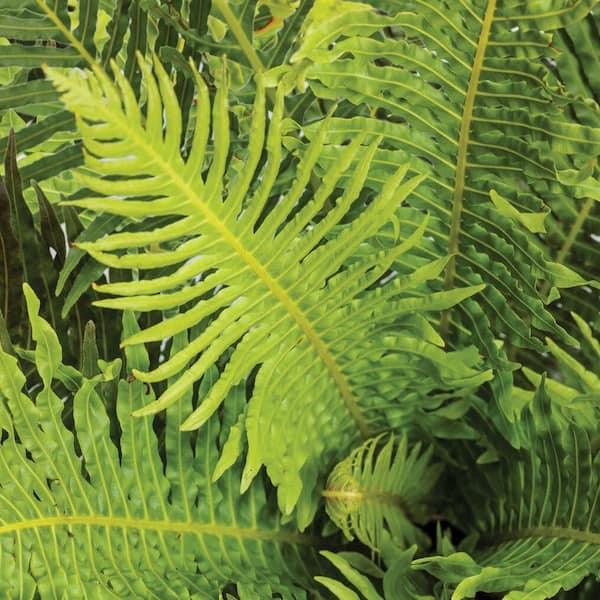 4.5 in. Qt. Silver Lady Dwarf Tree Fern (Blechnum Gibbum) Live Annual Plant with Green Foliage