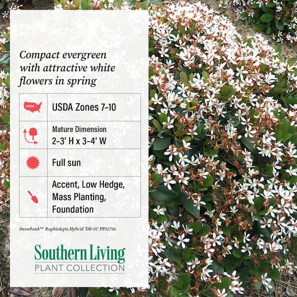 SOUTHERN LIVING 2 Gal. Clean Sweep Snowbank Indian Hawthorn - Live