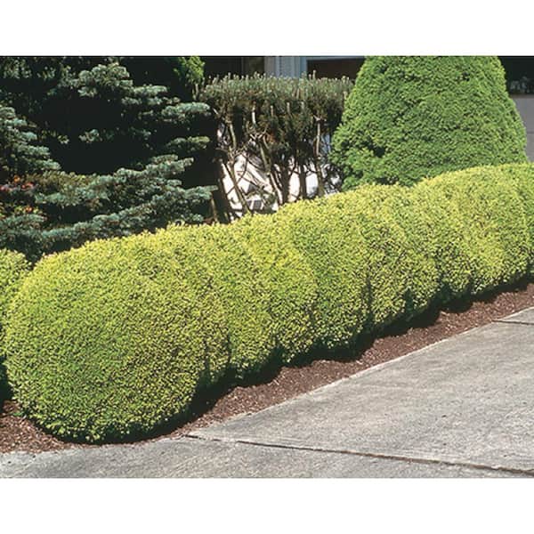 BELL NURSERY 3 Gal. Winter Gem Boxwood (Buxus) Live Evergreen Shrub