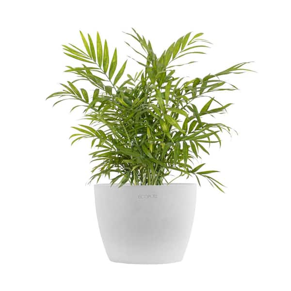 United Nursery Neanthebella Palm Chamaedorea Elegans Parlor Palm Live Plant in 6 inch Premium Ecopots White Grey Pot
