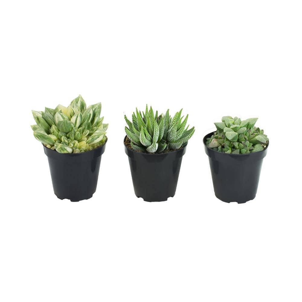 ALTMAN PLANTS 9 cm Haworthia Plant Collection (3-Pack) 0883230