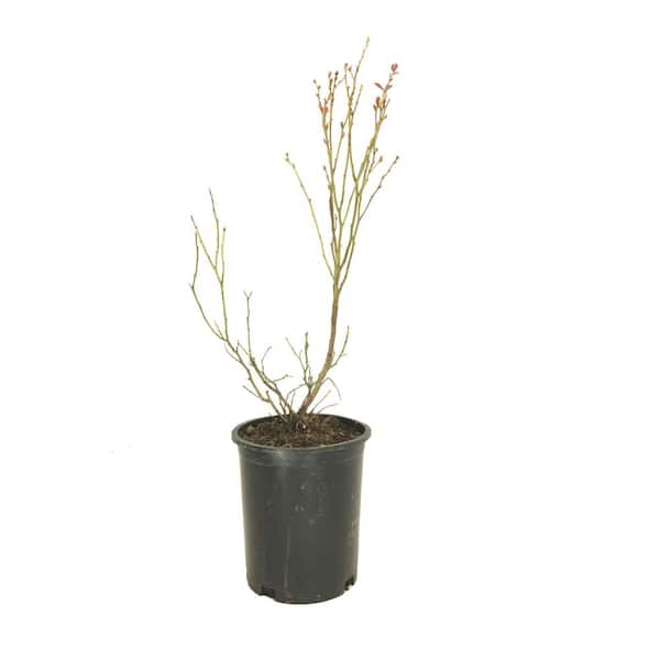 Plants That Work Highbush Blueberry (Vaccinium) Chippewa