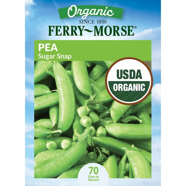Organic Pea Sugar Snap Fruit Seeds