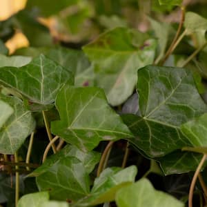 English Ivy 3 1/4 in. Pots (54-Pack) - Live Groundcover Vine