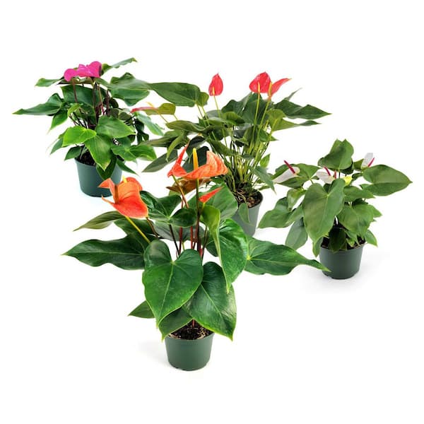 6 in. SpaceScape Tropical Anthurium Plant Collection in Grower Container (4-Pack)
