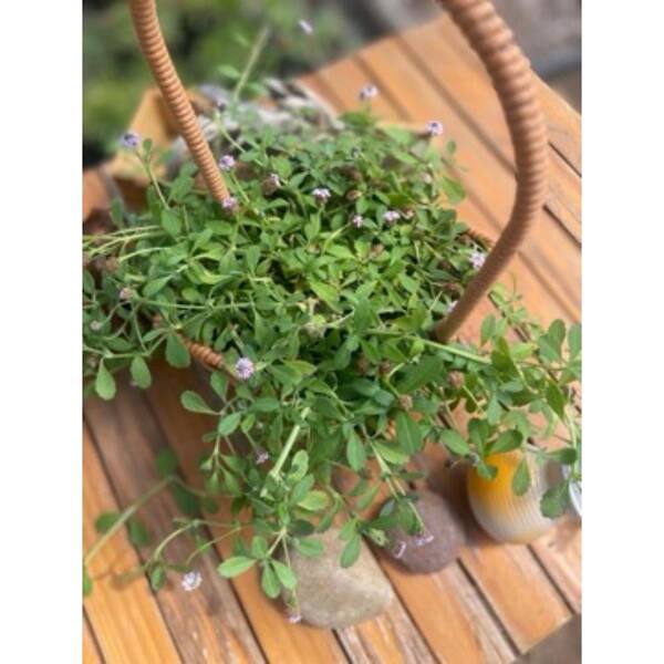 Live Rooted Spreading Plant Flowers Phyla nodiflora AS-774 Live Rooted Spreading Plant Flowers Phyla nodiflora AS-774
