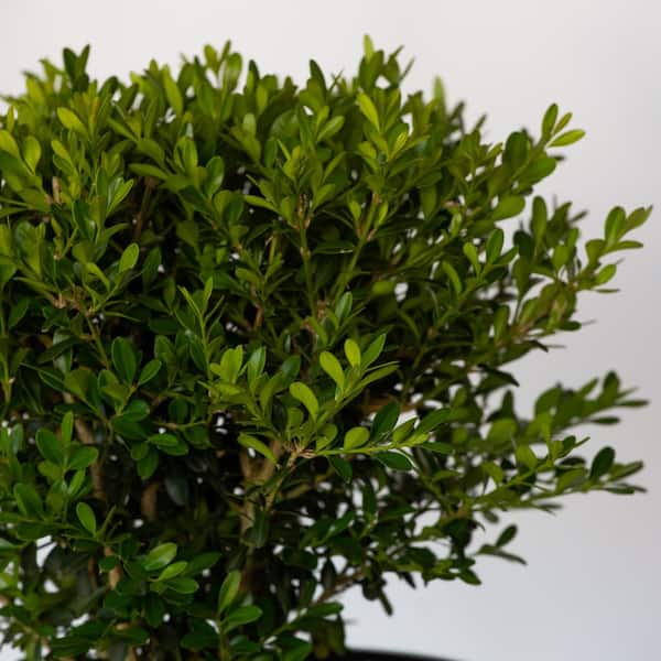 2.5 qt. Skylight Boxwood, Evergreen Shrub With Glossy Green Foliage