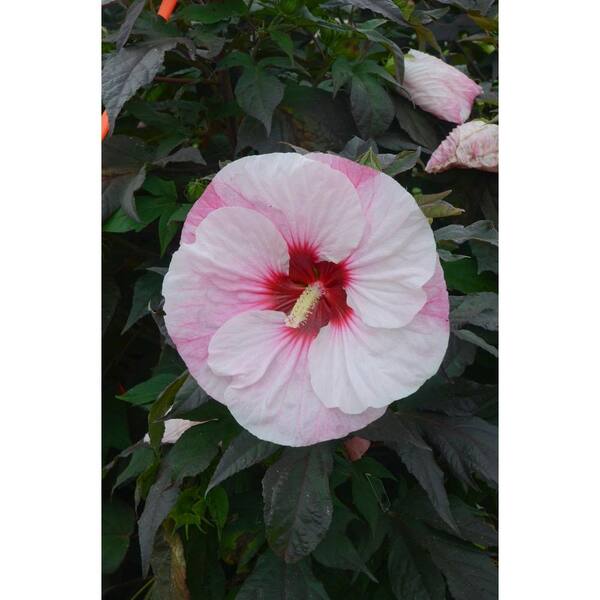 PROVEN WINNERS Summerific Perfect Storm Rose Mallow (Hibiscus) Live Plant, Pink and White Flowers, 3 Gal.
