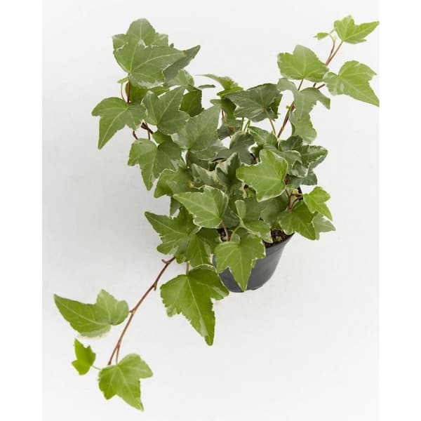 Vigoro Jumbo Hedera English Ivy Plant in Grower (306-Pack