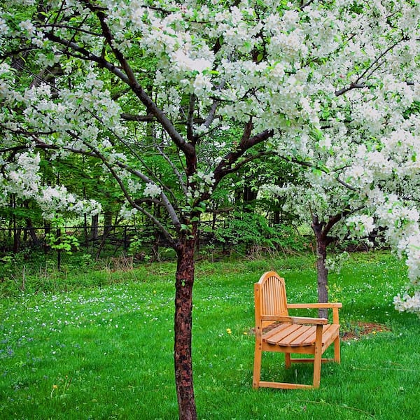 5 Gal. Sugar Tyme White Flowering Crabapple Tree CRASUG05G - The