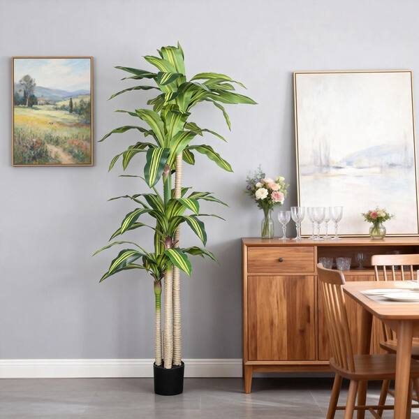 dracaena plant Large Dracaena Marginata