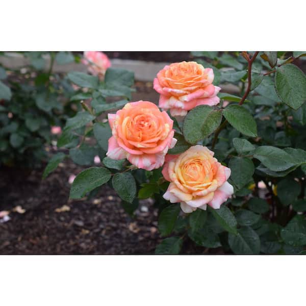 SEASON TO SEASON 2 Gal. Peach Swirl Hybrid Tea Rose with Peach Pink Flowers
