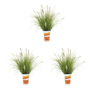 2 qt. Pennisetum Purple Fountain Grass Hameln Perennial Plant (3-Pack)