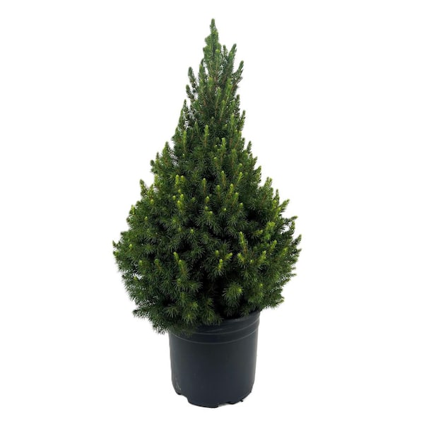2.25 Gal. Dwarf Alberta Spruce (Picea g. Conica) Live Potted Evergreen Tree (1 Each)