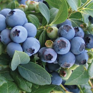 Blueberry Bluecrop Plant