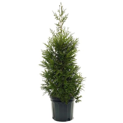 Full Sun - Ornamental Trees - Trees - The Home Depot