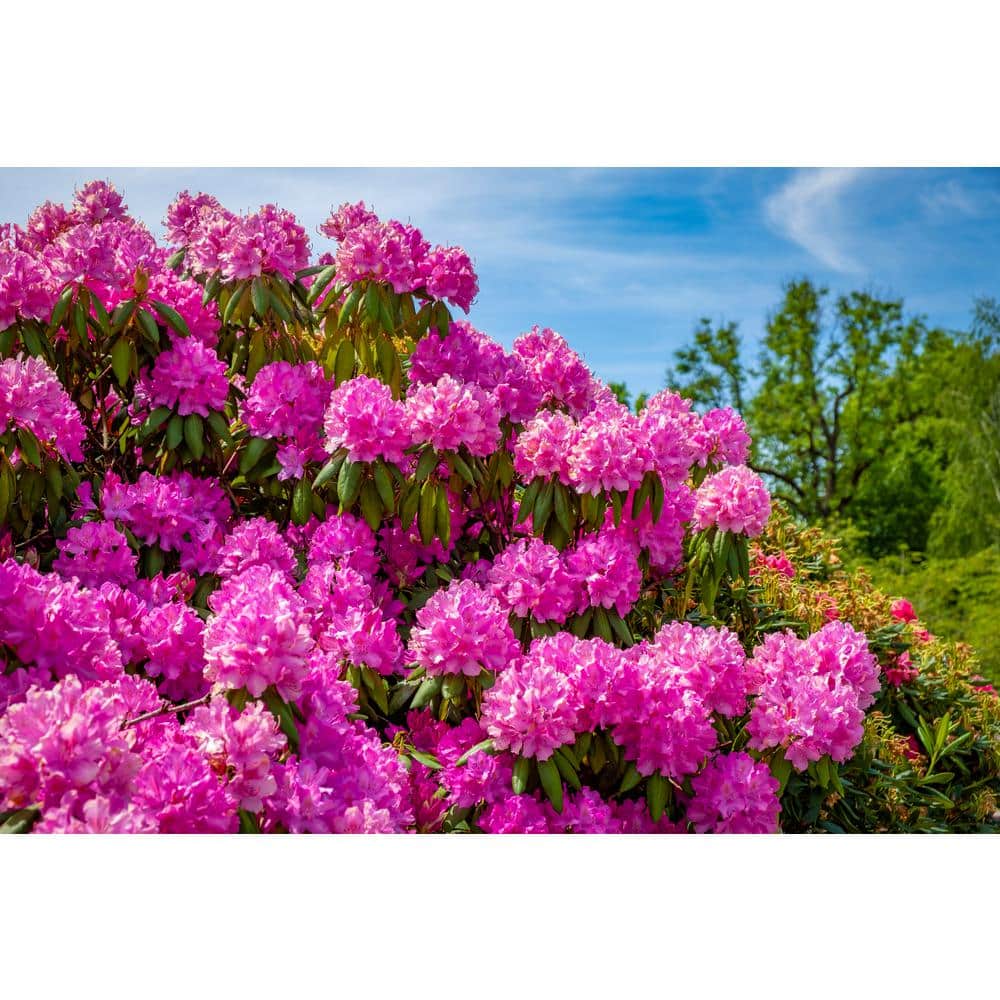 エルサ　F307 公式アウトレット】THOMPSON ぺブル レザー ダッフル サッチェル