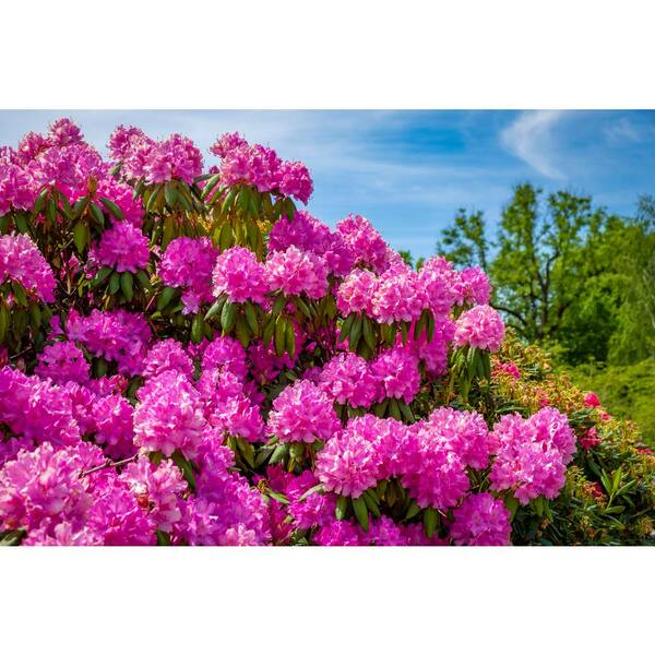 Fusion Rhododendron Pink #7