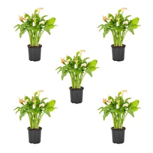1.5 Pt. Orange Calla Lily Perennial Plant (5-Pack)