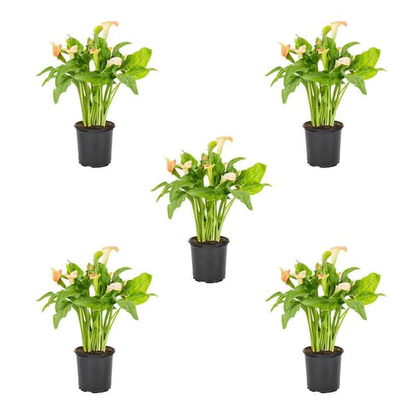 METROLINA GREENHOUSES 1.5 Pt. Orange Calla Lily Perennial Plant (5-Pack)