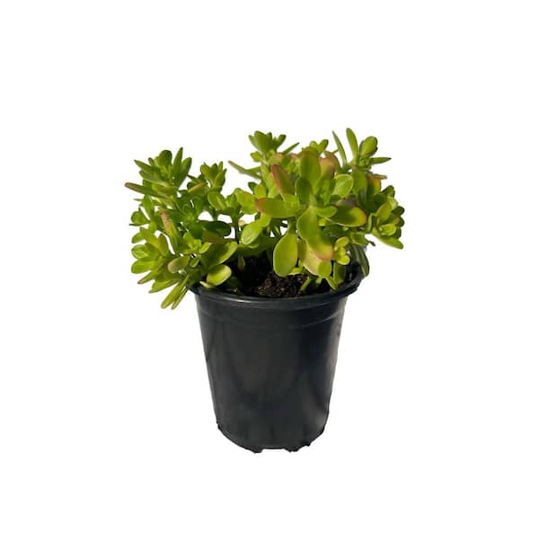 Zeus & Ruta Sedum Confusum Drought Tolerent Pet-Safe Spreading in Pots (5-Pack)