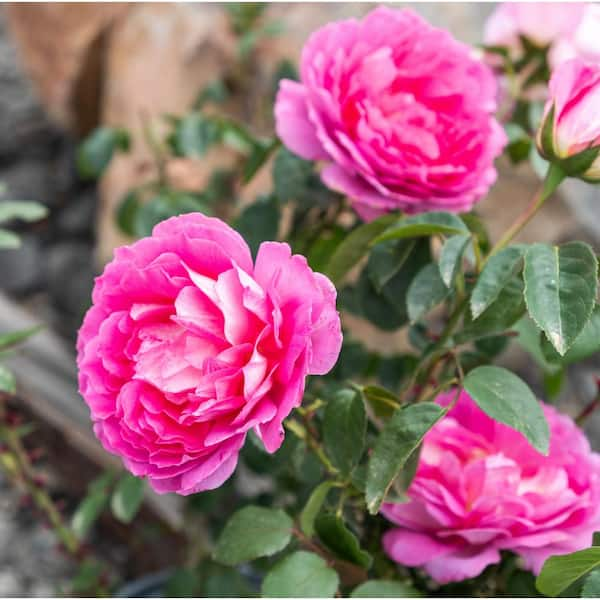 ALTMAN PLANTS 8 Qt. True Bloom True Inspiration Rose with Light Pink  Flowers 0872516 - The Home Depot