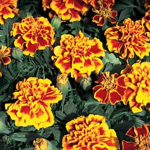 10 in. Red and Yellow French Marigold Plant (12-Pack)
