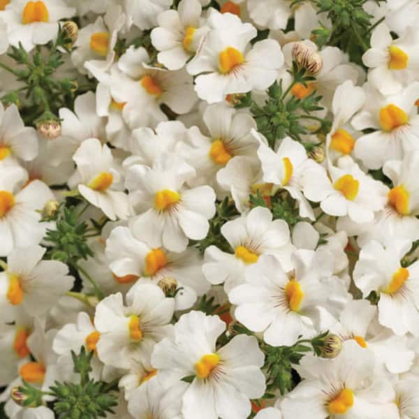 Proven Winners 4.25 in. Eco+ Grande Sunsatia Coconut Nemesia (Hybrid) Live Annual Plant with White Flowers 4-Pack