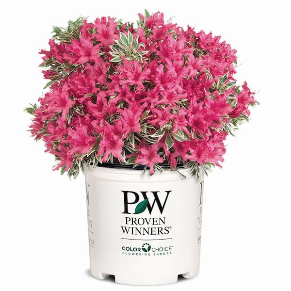PROVEN WINNERS 2 Gal. Bollywood Azalea Shrub with Bright Magenta Flowers