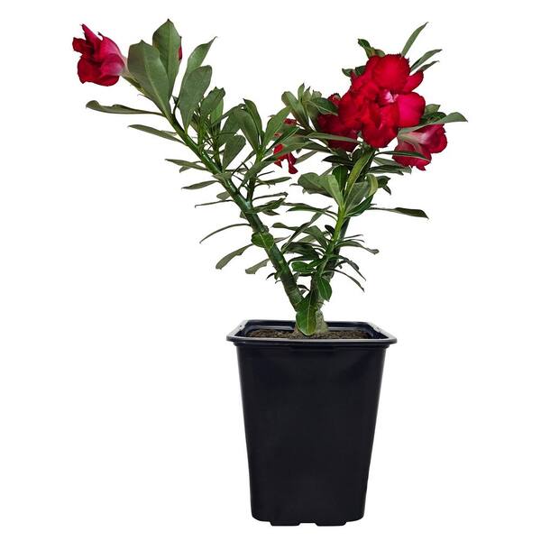 フラワー・ガーデニング konect Type02 desert NATURE'S WAY FARMS 2 qt. Assorted Desert Rose Adenium Flowering