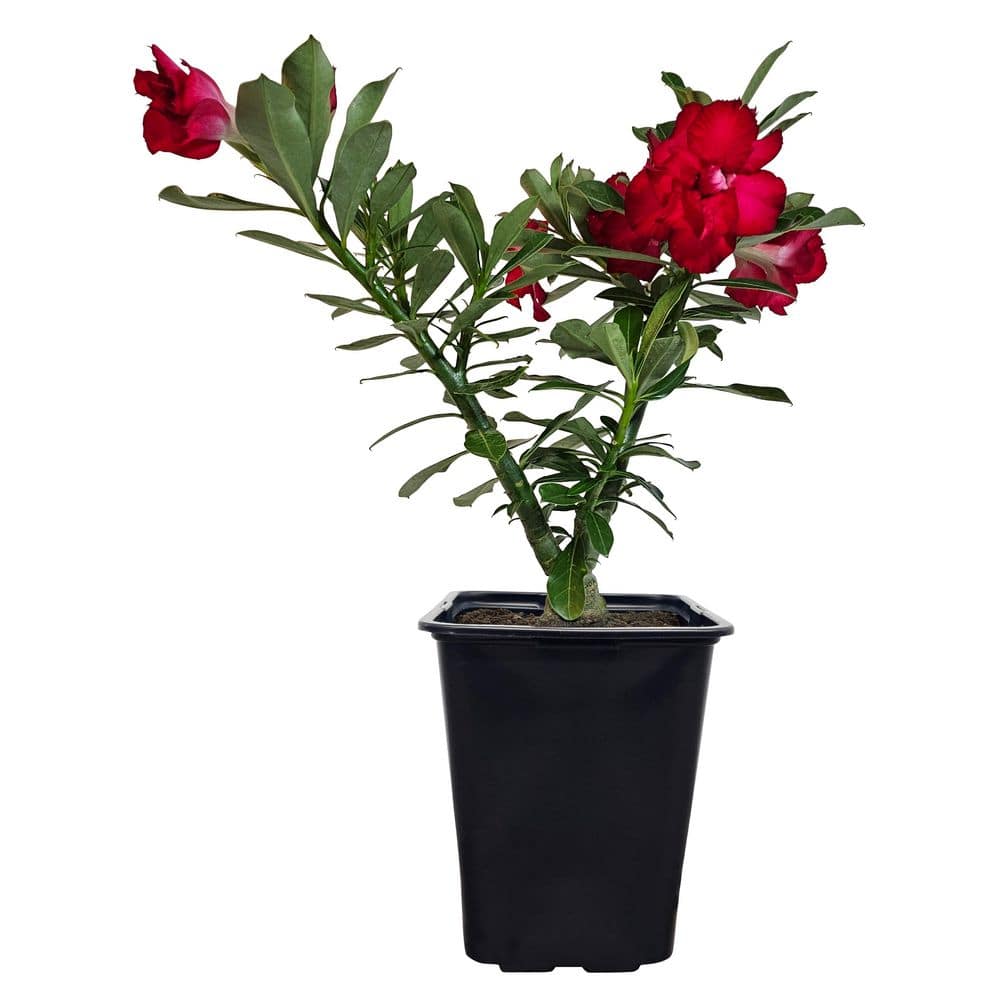 フラワー・ガーデニング konect Type02 desert NATURE'S WAY FARMS 2 qt. Assorted Desert Rose Adenium Flowering