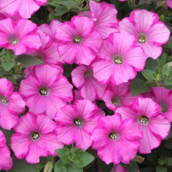 PROVEN WINNERS Supertunia Raspberry Blast (Petunia) Live Plant, Light Pink Flowers with Dark Pink Edges, 4.25 in. Grande