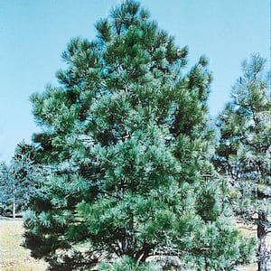 2.50 Qt. Pot Eastern White Pine Green Needled Foliage Live Evergreen Tree (1-Pack)