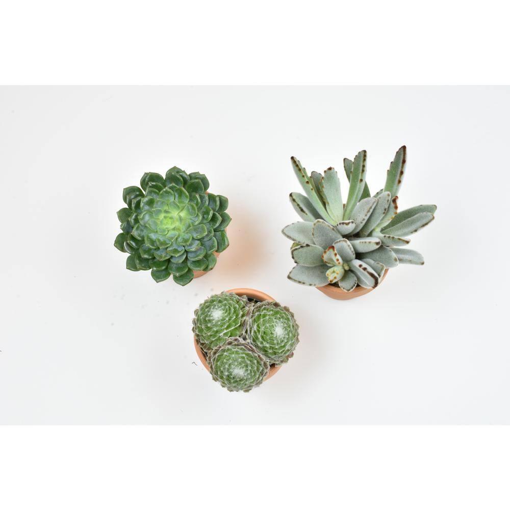 Multicolor Succulent Variety Pack in Clay Pots