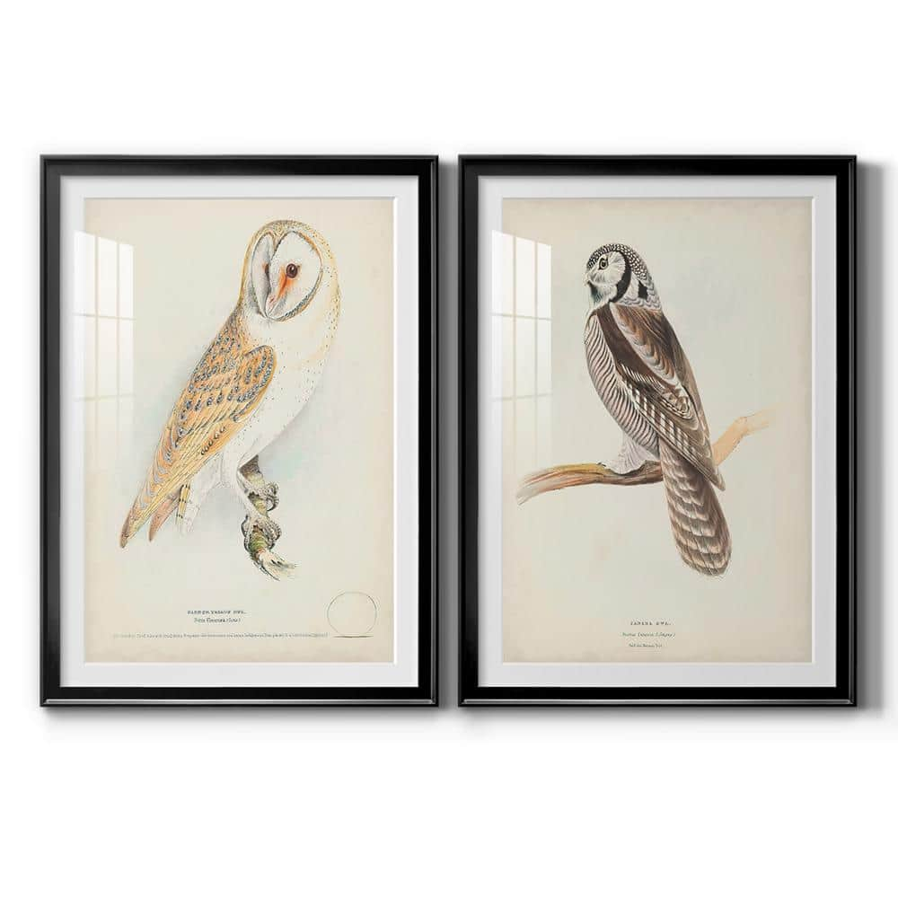 owl pictures framed