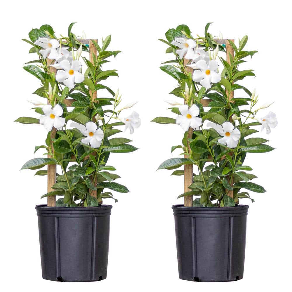 United Nursery White Mandevilla Trellis Live Outdoor Vining Plant in 9.25 inch Grower (2Pack