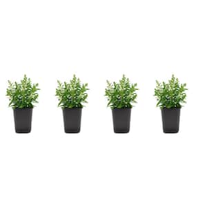 1.38-Pint Angelonia White Flower in 4.5 in. Grower's Pot (4-Pack)